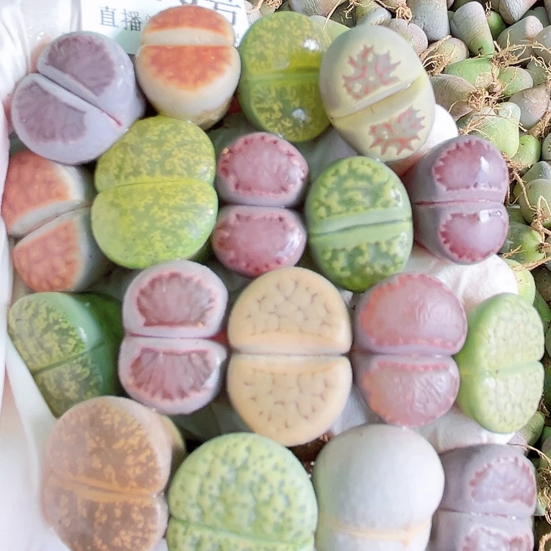 8779 好养易过生石花大母本18个