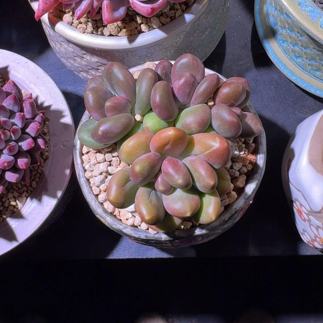 芒果奶 4头  一物一拍