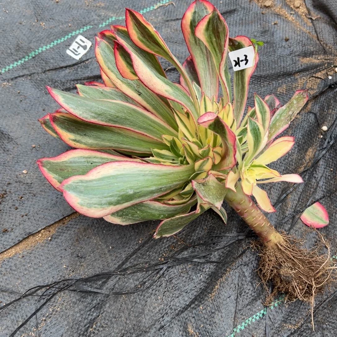 3魅影多肉多肉植物