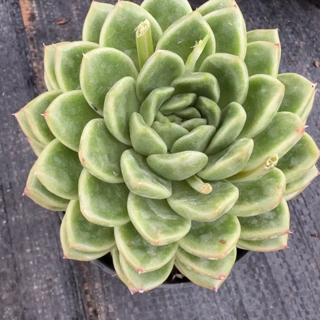 多肉杂交一物一拍27-90