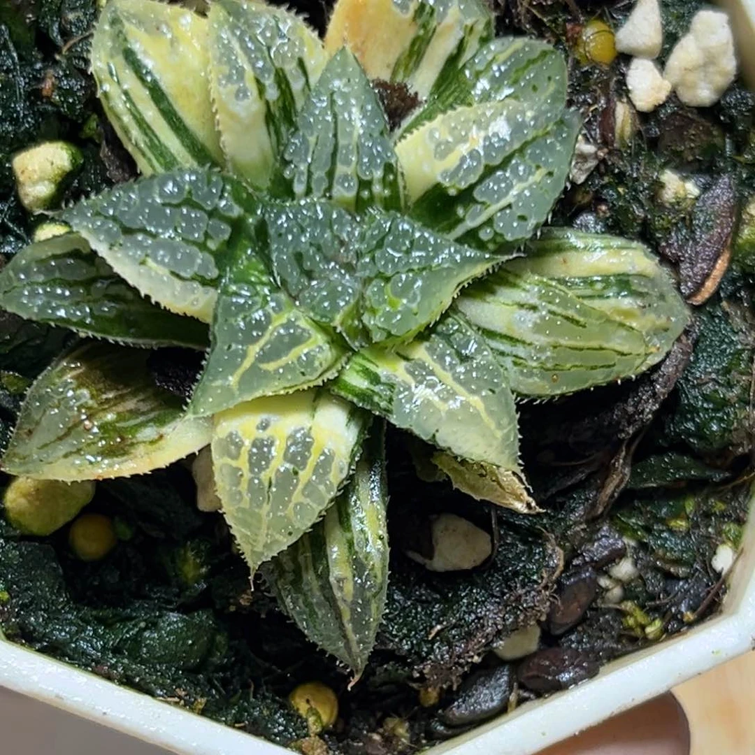 恭喜发财大吉大利819