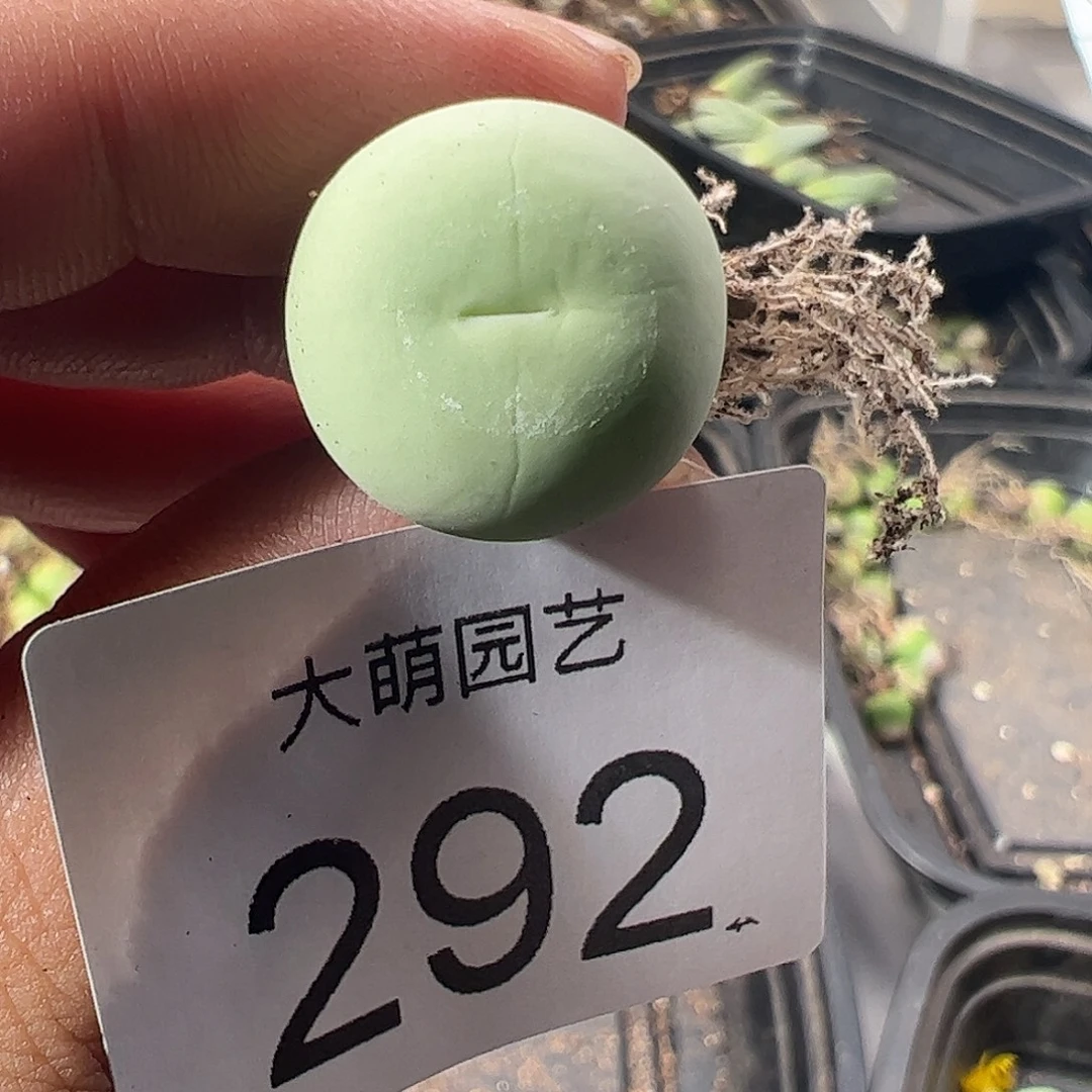 一物一拍。           292
