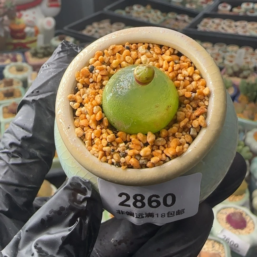 2860--一物一拍 带盆