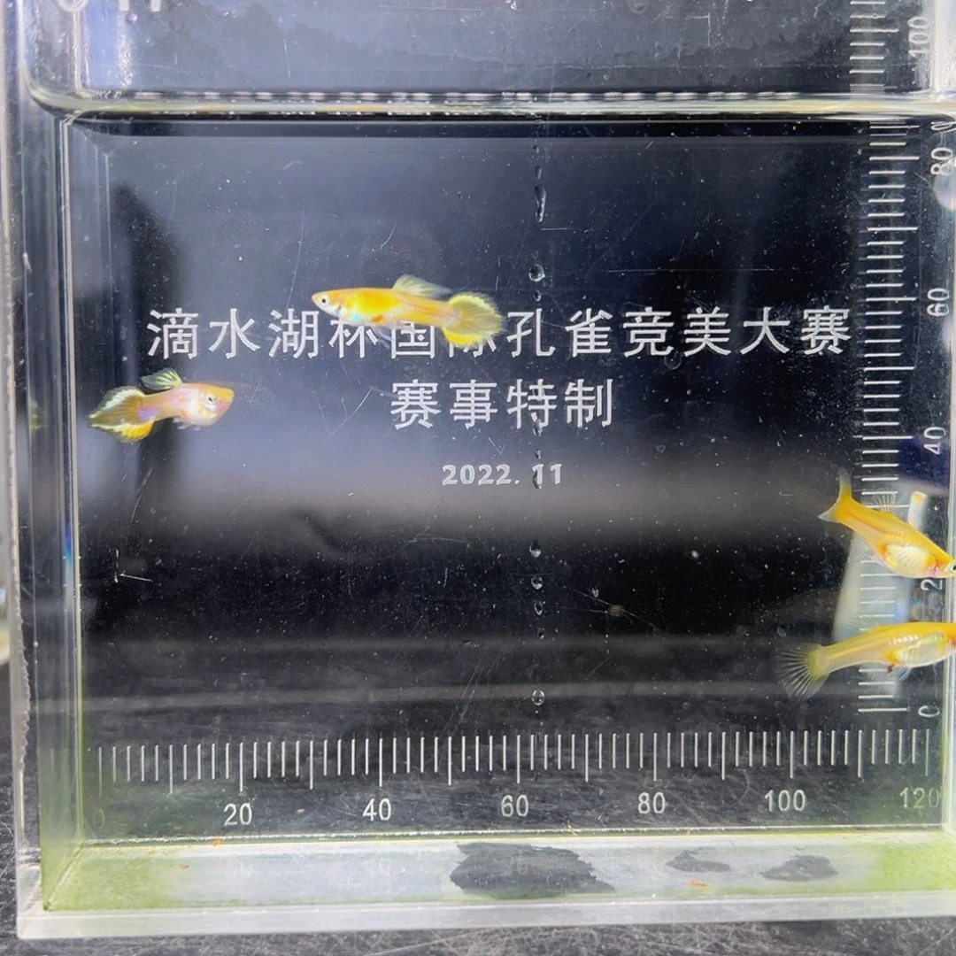 孔雀鱼黄化白金矛