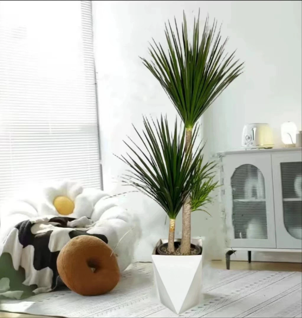 黑珍珠龙血树盆栽细叶双层多头龙须树老桩大型室内客厅绿植苗好养