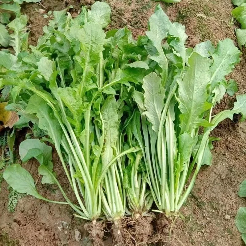野生荠菜大叶荠菜天然野菜种子四季播种