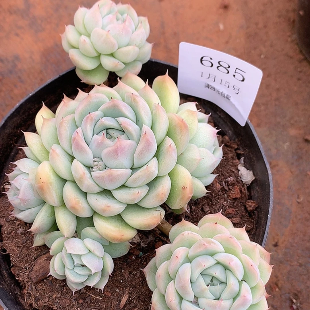 【闪购商品】云685