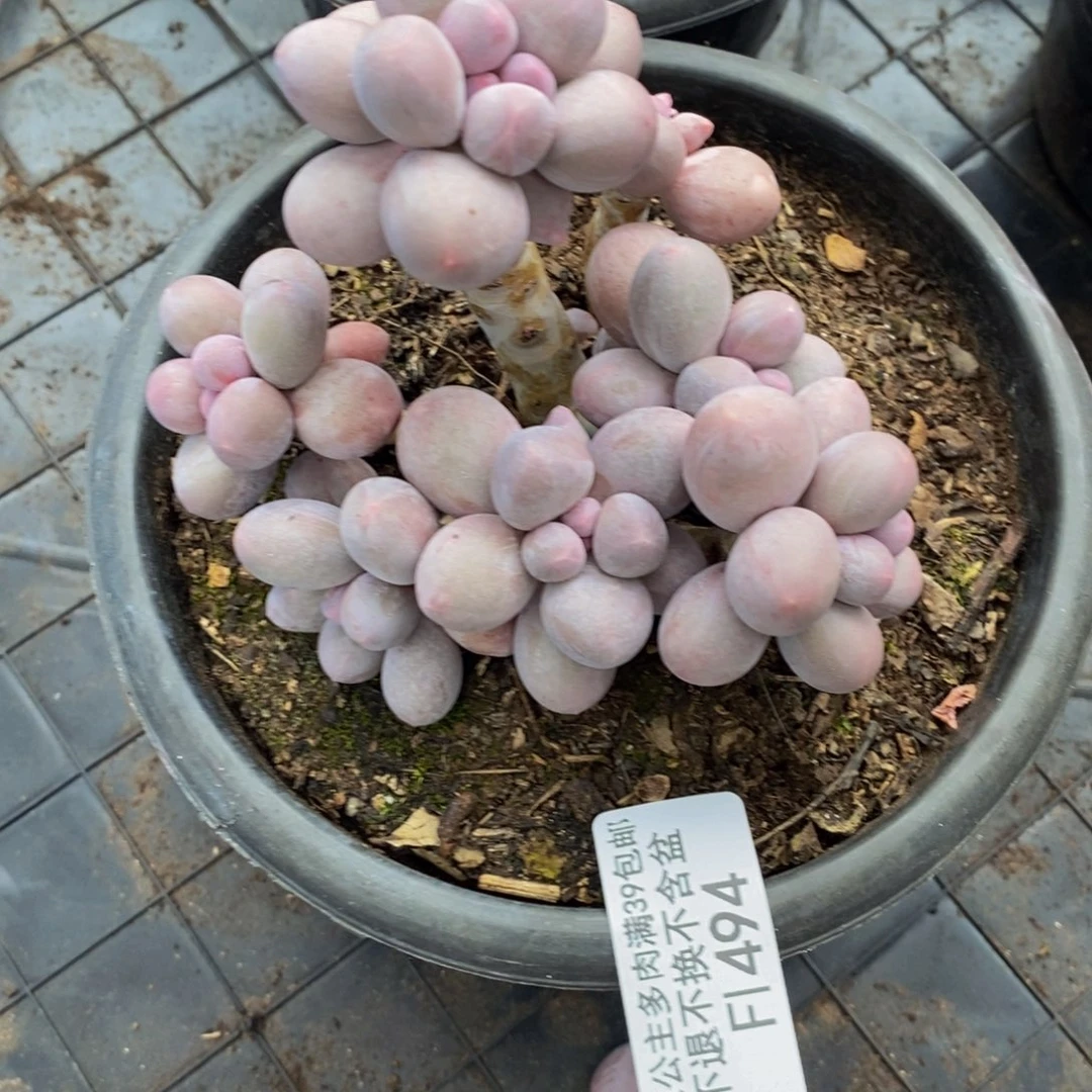 香水手指494/10c m