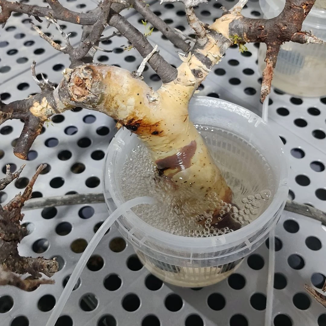 正白皮卡塔夫半熟