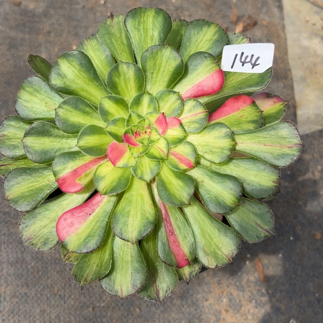 144知否多肉植物系