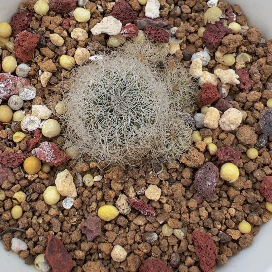 102实生根圣丽斯多肉植物带盆土