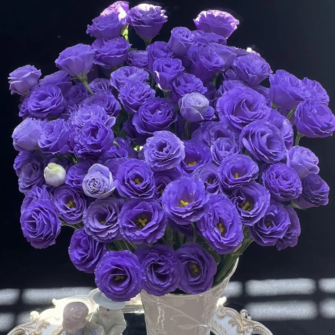 紫露洋桔梗盆栽庭院阳台爆花强花卉新手易养护