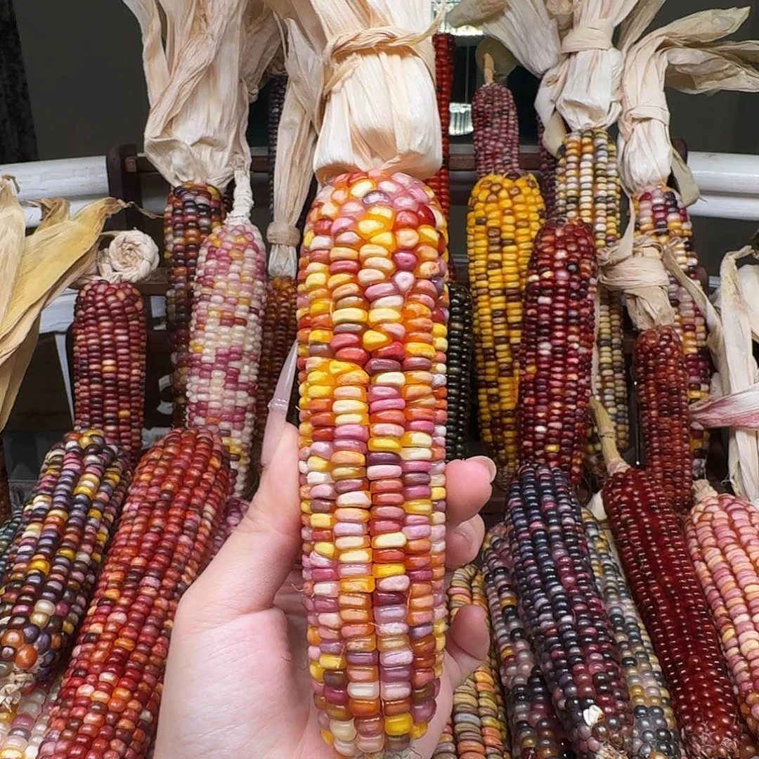 吊坠柏香籽/百香籽