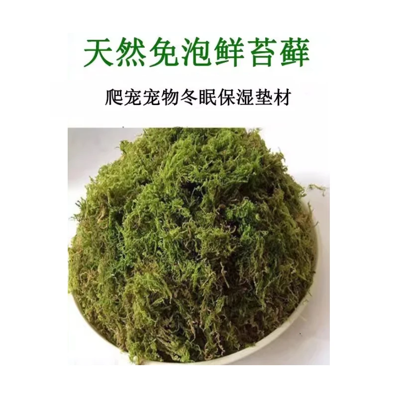 干苔藓天然优质青苔蝴蝶兰花专用水苔石斛种植营养土爬宠乌龟垫材