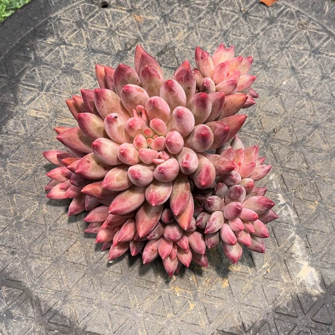 红陶木****心虞美人虞美人木兰姐