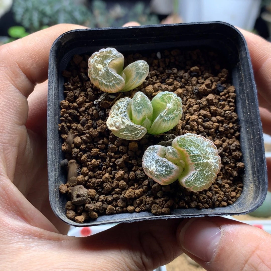 福利玉翡翠带盆3颗