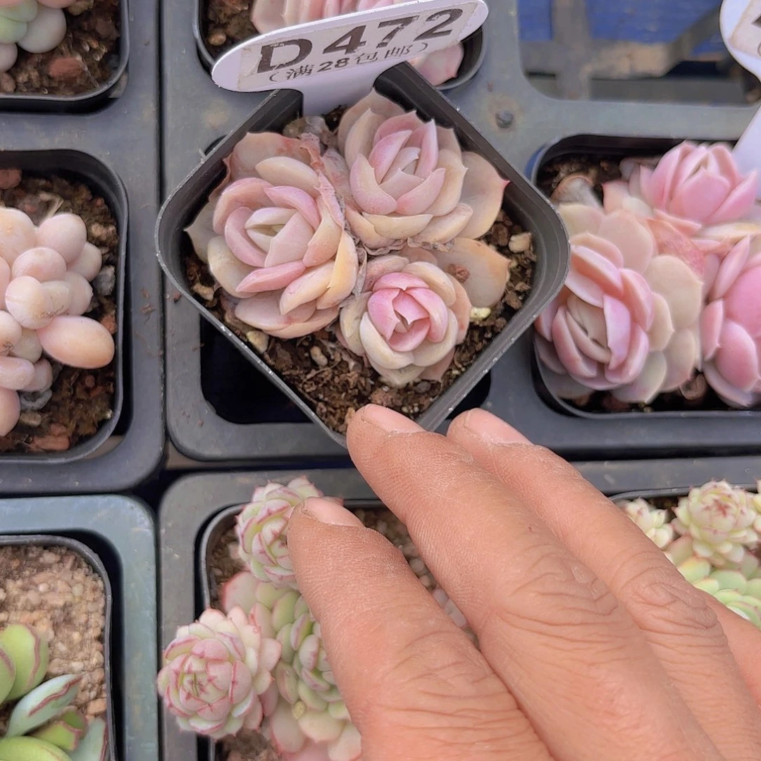 D472蓝色惊喜一物一拍多肉