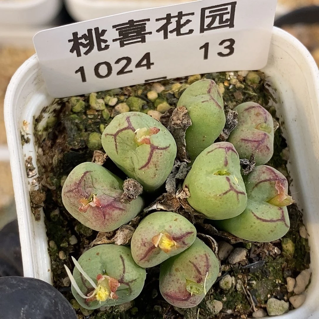 是***～1024-13-猴脸杂交福利。