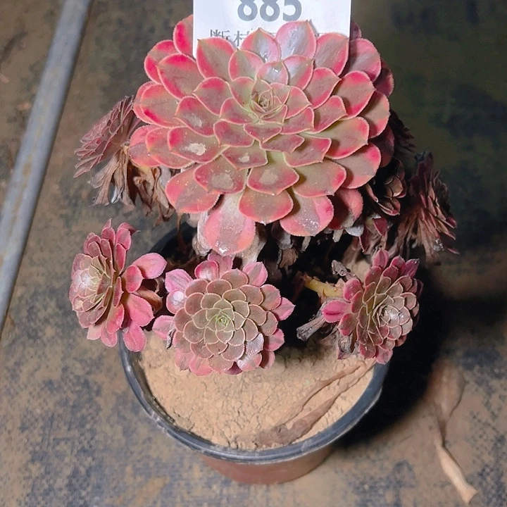 885黑同白多肉植物