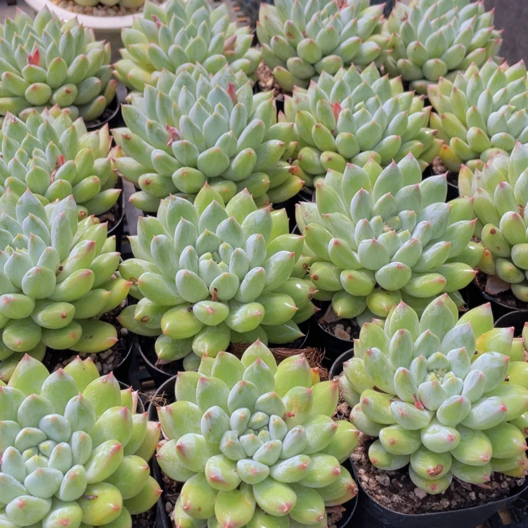 量拍30号 如雪美人单头一个