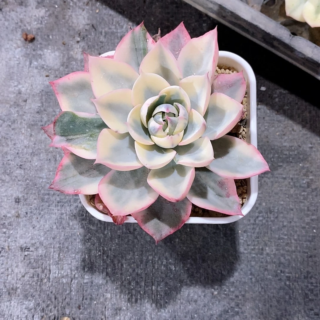 阿美星锦多肉植物老桩