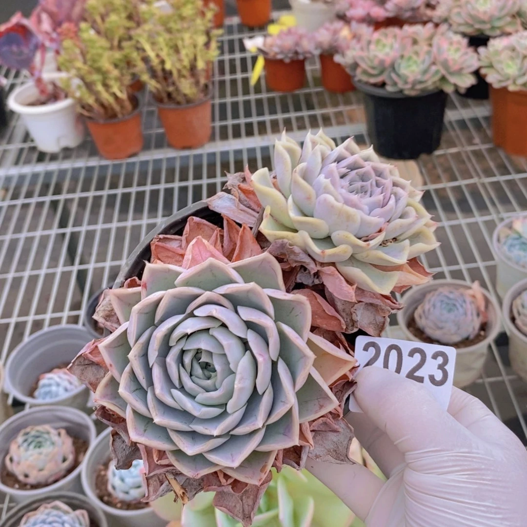 2023蓝色惊喜一物一拍