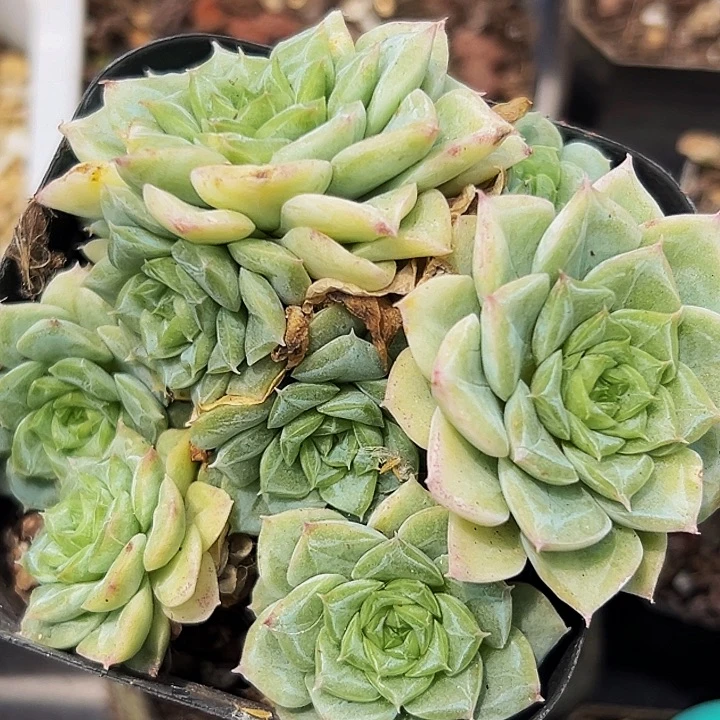 1颗美人系列多肉植物