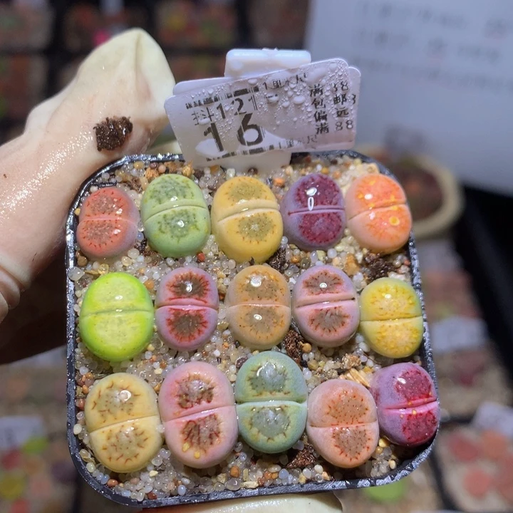 精品生石花121.16