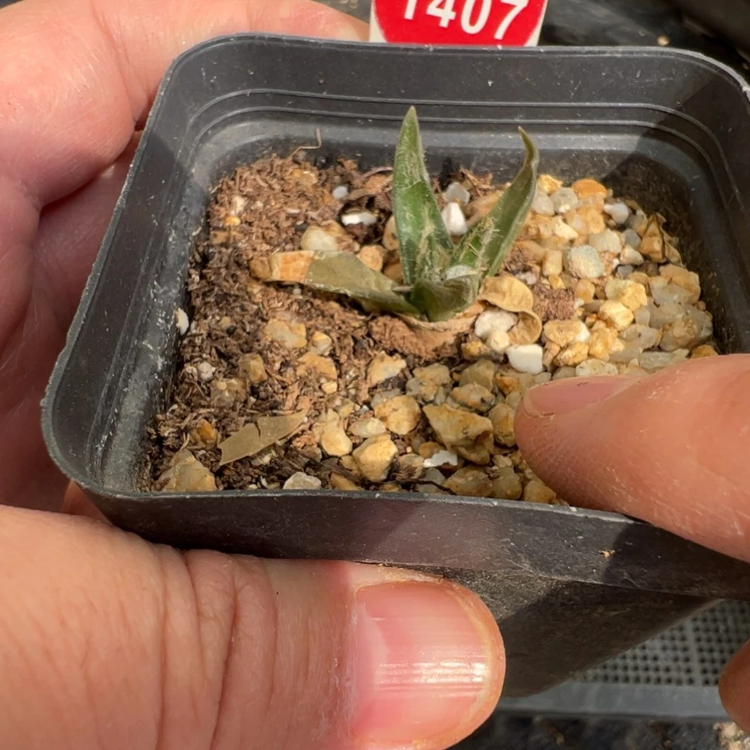 实生龙牙牡丹一棵仙人球