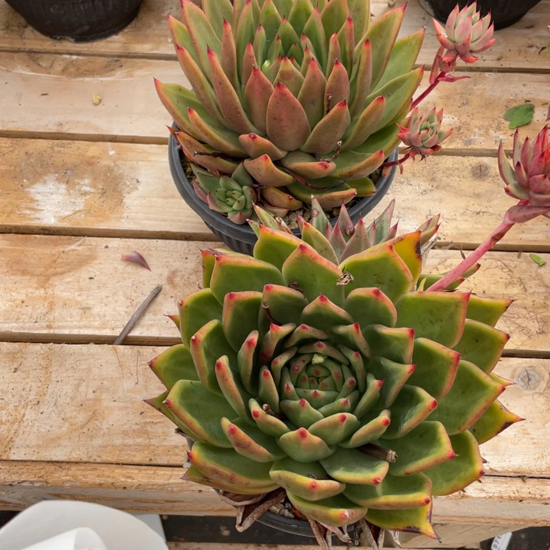 无花朵若如东云组拍E958