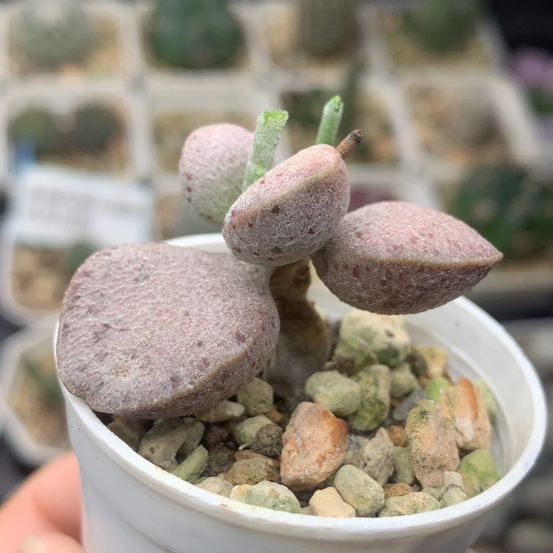 银波粉蛋 一物一拍小桩