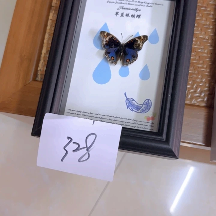 蝴蝶标本蝴蝶标本