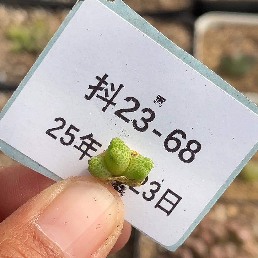 23-68斑马多肉植物