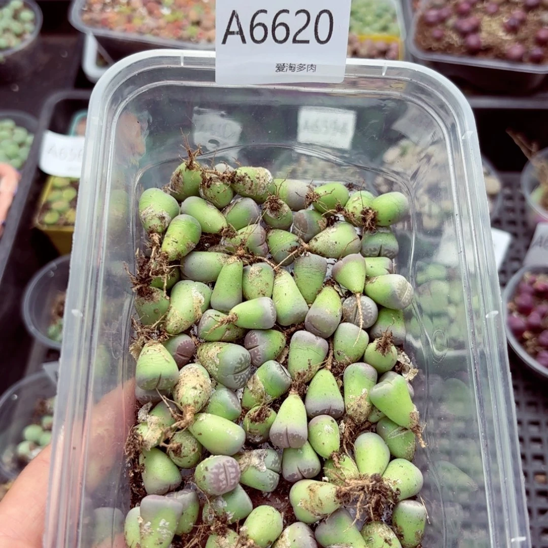 6620—生石花 生石花