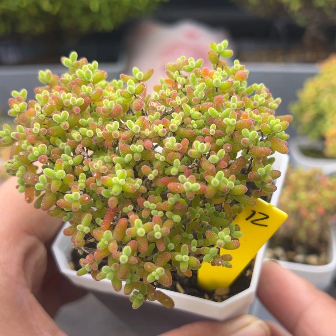 蜜橘糖球爱心造型12号7cm盆