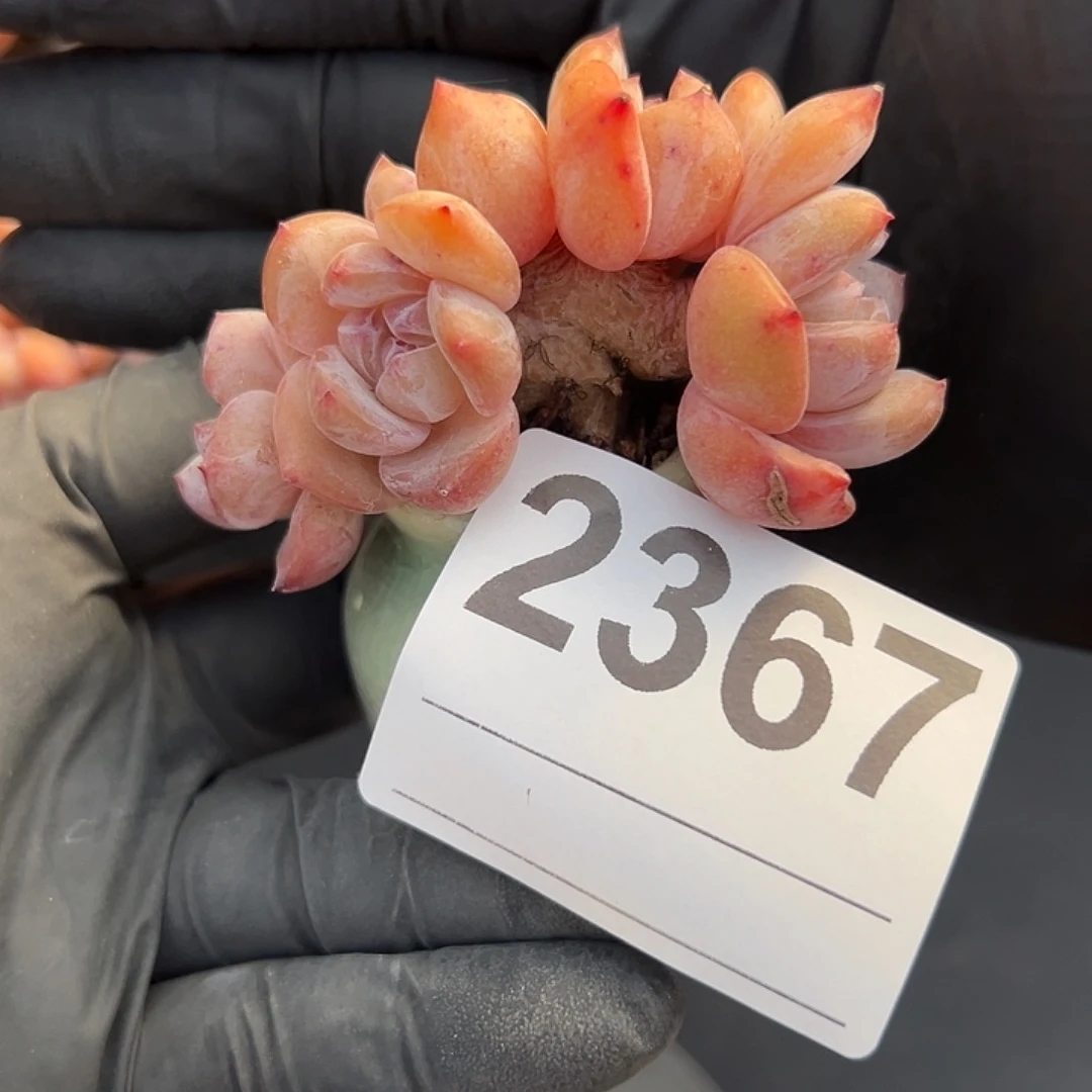 s***s2367，五头星影带盆发的