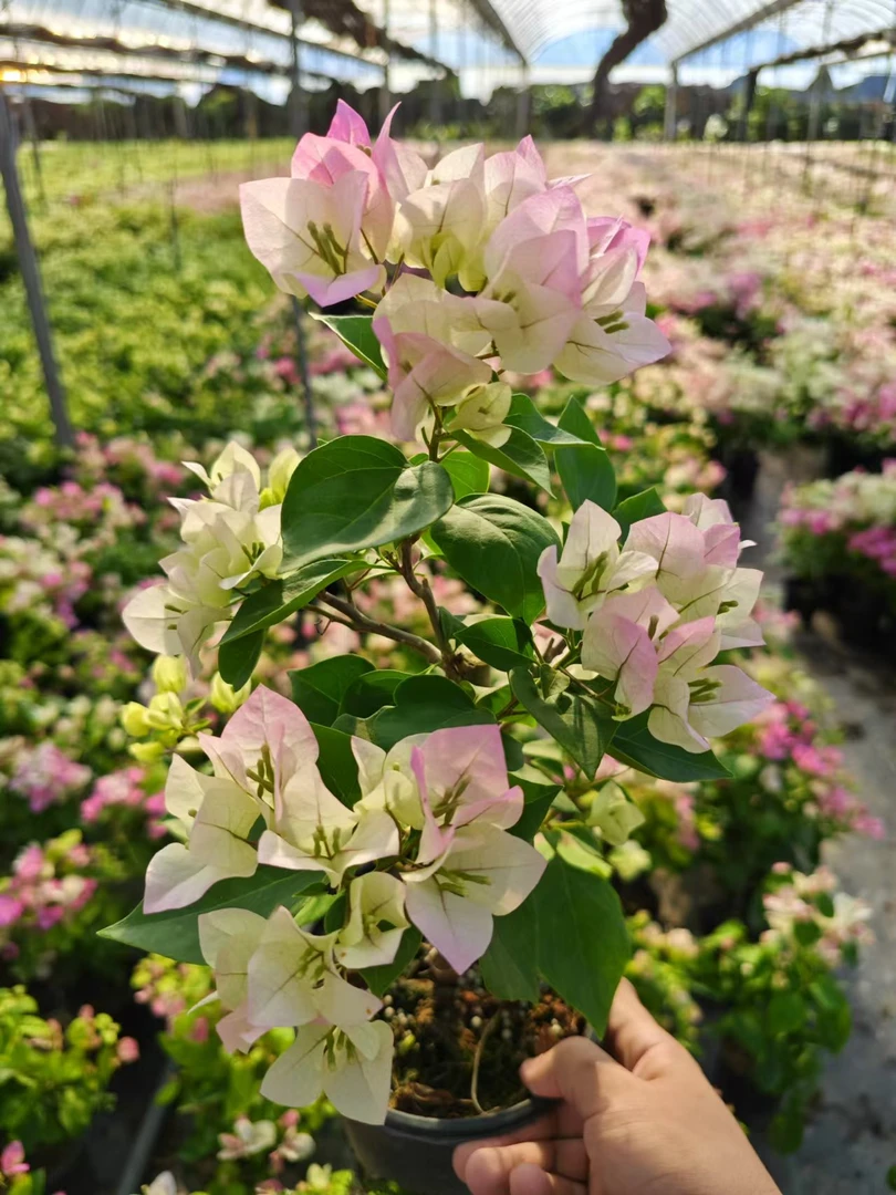 绿樱三角梅-四季勤花原盆四仙女粉阳台庭院经典网红款基地直发