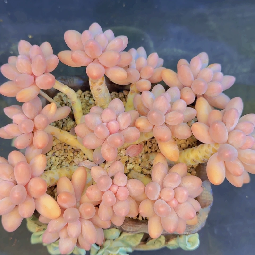 糯***谷多肉植物和植物等多种多样