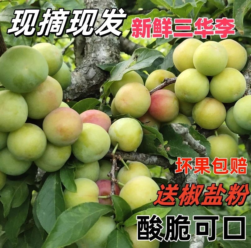 信宜新鲜三华李农家自种现摘现发特大果早熟三月李子脆李子青李子