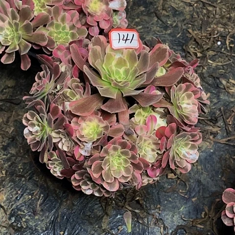 鑫***妈金丝雀老桩捧花141号