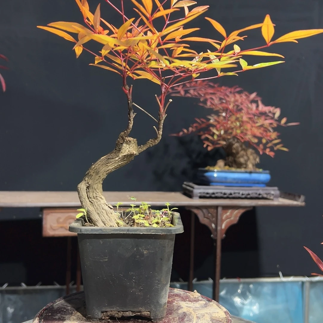 不开花植物00000003