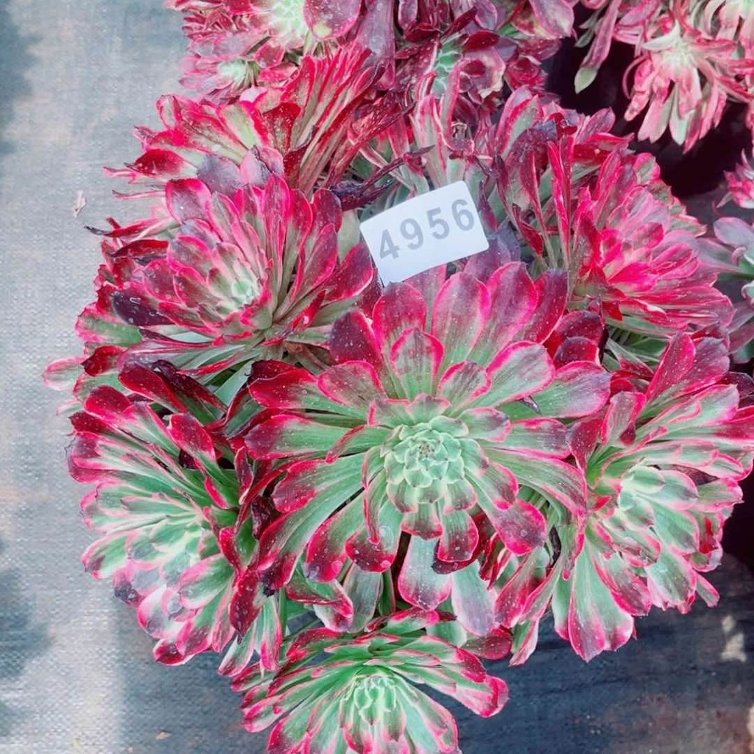 紫薇多肉发货发货