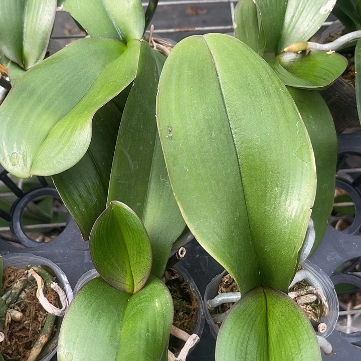 月光宝盒2.8瑕疵剪过梗