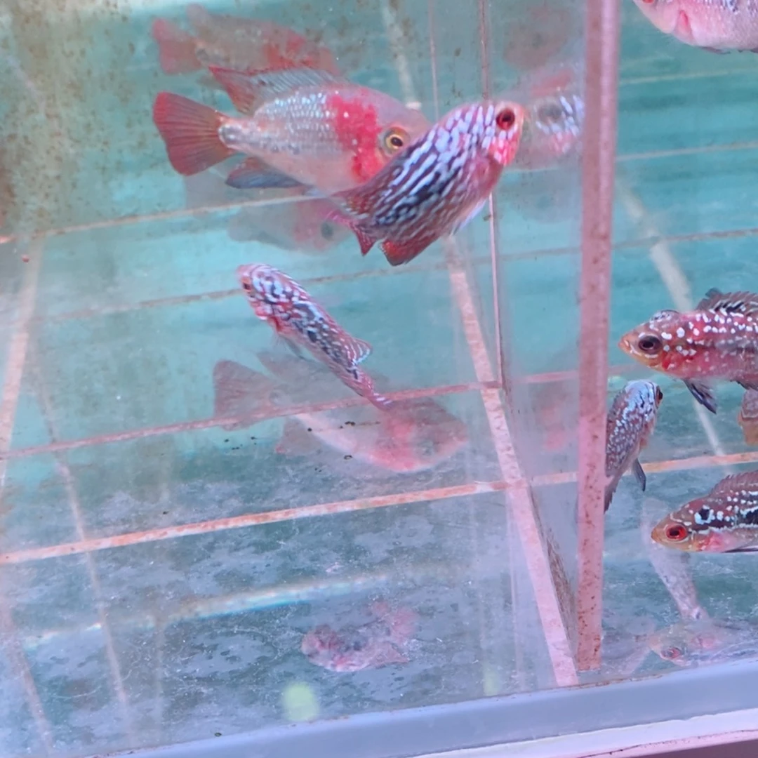罗汉鱼峰*112233