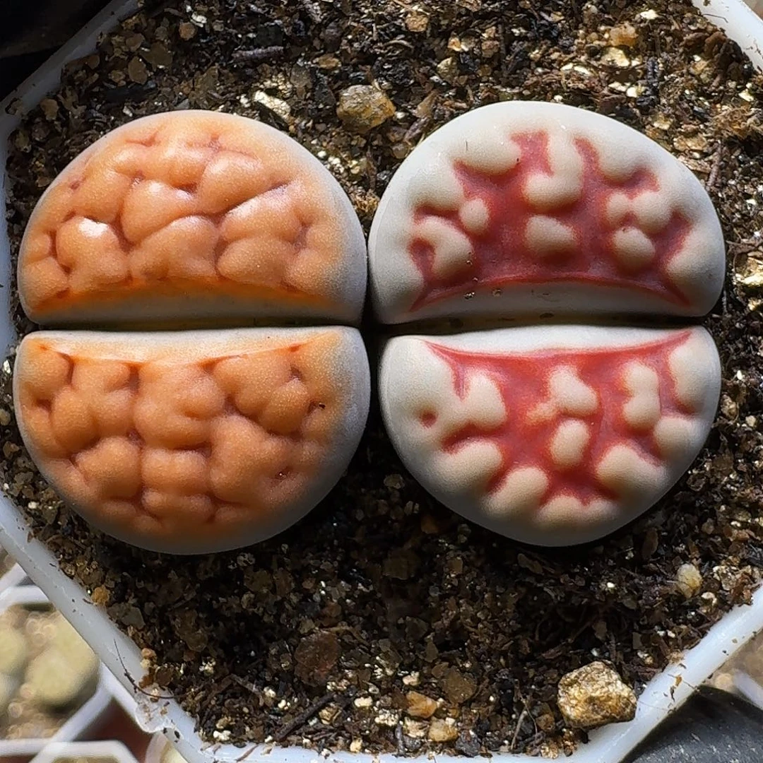 生石花1111112。  210