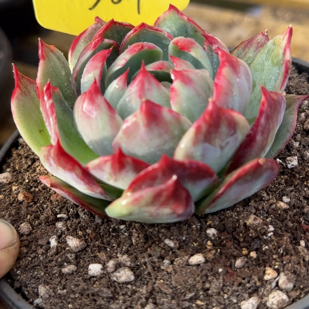 花脸拉丝惊鸿一物一拍包装收缩花旱384