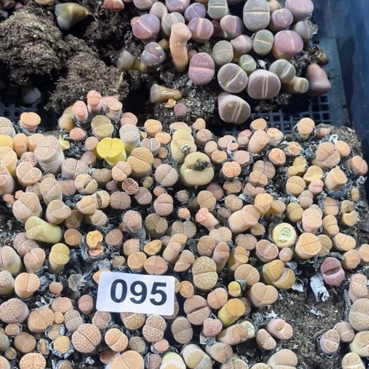 视****.095 生石花一物一图如图初8发货