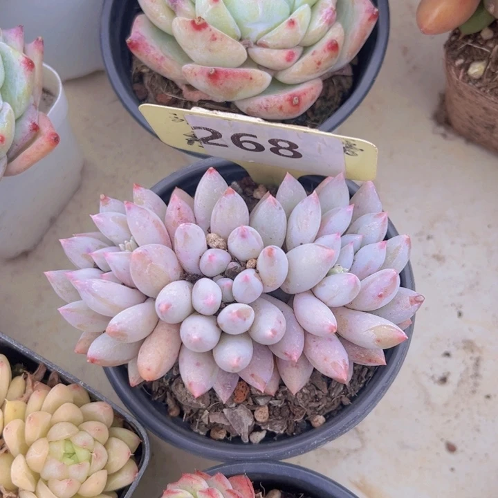 健健康康平平安安