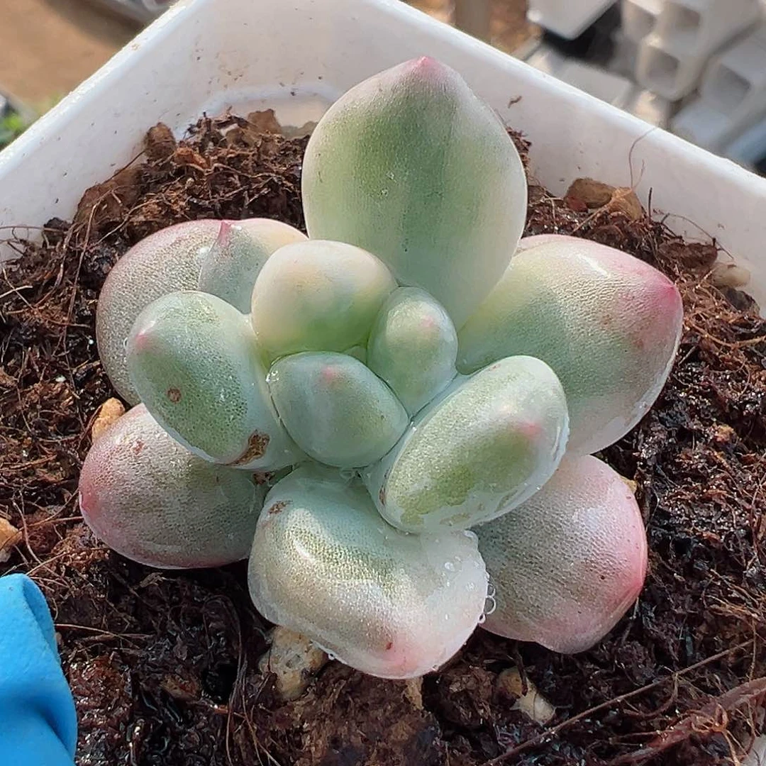 奶酪锦，多肉植物