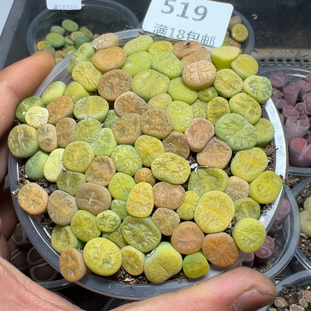 【闪购商品】 519。